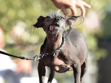 SweepeeRambo, anjing Chinese Crested berusia 16 tahun, saat mengikuti Kontes Anjing Terjelek di Dunia, di Petaluma, California, Jumat (26/6/2015). (AFP PHOTO/JOSH Edelson)