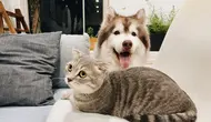 Mau Pelihara Kucing atau Anjing? Kenali Dulu Perbedaan Karakter Masing-Masing