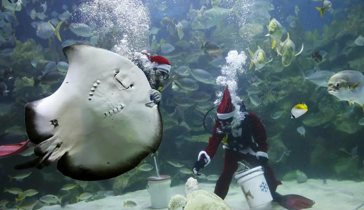 Penyelam berpakaian Santa Claus memberi makan binatang yang  ada didalam akuarium. Kuala Lumpur, Malaysia, Senin (7/12). Kegiatan ini sebagai salah satu kegiatan untuk menjelang hari Natal. (REUTERS/Olivia Harris)