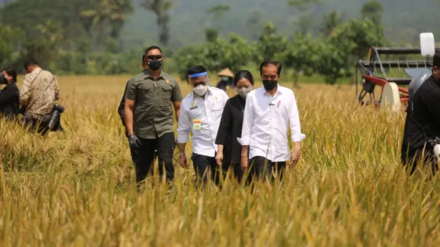 Musim Panen Raya, Kementan Pastikan Stok Beras Nasional Aman dan Terkendali
