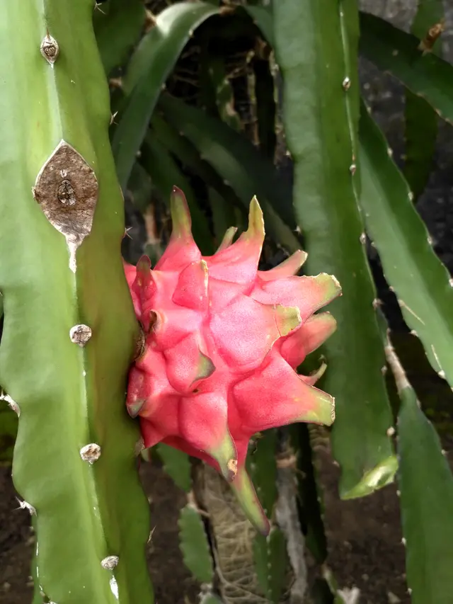 Buah naga (Foto: Benedikta Desideria)