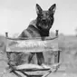 Sosok Rin Tin Tin, anjing German Shepherd yang menjadi pemenang pertama Oscar pada 1929. Foto dari star2 com