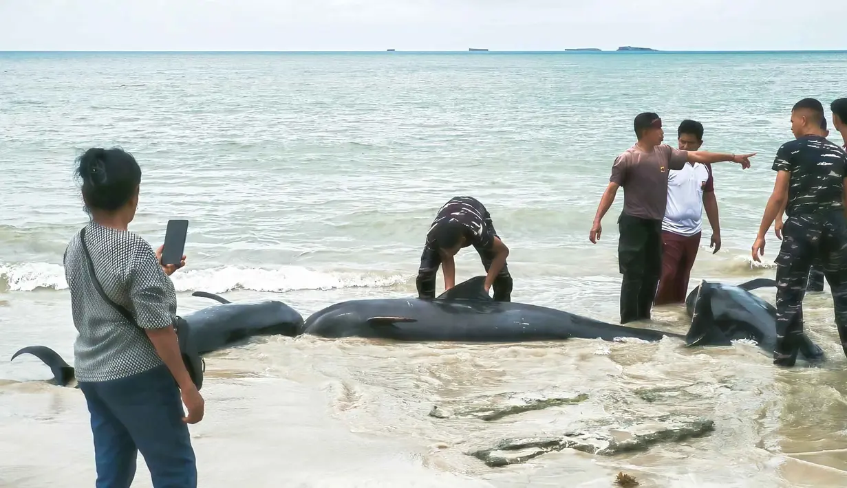 Sementara, sekitar 34 ekor paus lainnya berhasil dievakuasi dan diarahkan kembali ke laut oleh petugas bersama masyarakat setempat. Pihak Balai Kawasan Konservasi Perairan Nasional (BKKPN) Kupang terus melakukan pemantauan untuk mengantisipasi kemungkinan adanya paus lain yang kembali terdampar. Tampak dalam foto yang diambil pada 10 Maret 2026 menunjukkan petugas polisi berupaya menyelamatkan paus pilot yang terdampar di pantai Mbadokai, Desa Deranitan, Kabupaten Rote Ndao, Nusa Tenggara Timur (NTT), pada Senin 9 Maret 2026. (Foto: AFP)