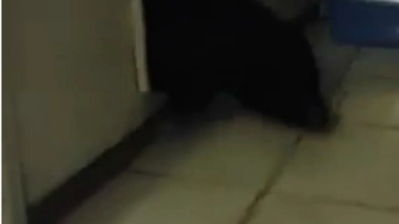 Babi Malang Terjebak Lubang Pintu