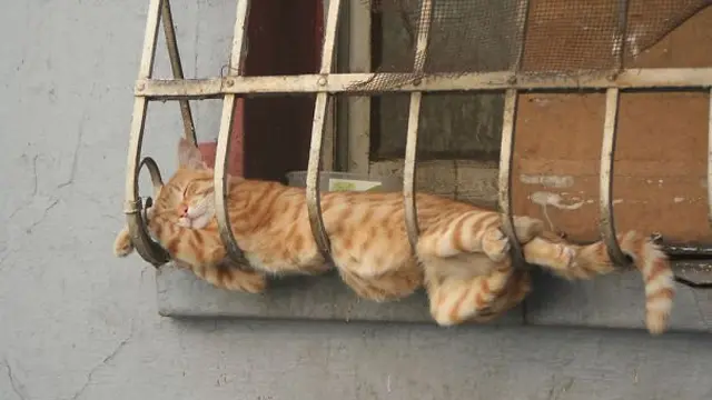10 Potret Kucing Tidur dengan Pose Nyeleneh di Lokasi Absurd Ini Bikin Geleng Kepala