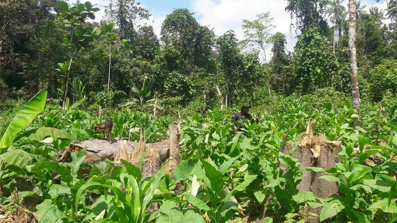 ladang ganja