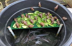 Ternak Bekicot dan Lele dalam 1 Ember (ChatGPT)
