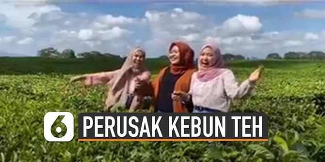 VIDEO: Viral Tiga Perempuan Rusak Kebun Teh Demi Konten