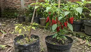 13 Cara Menyuburkan Tanaman Cabai yang Pertumbuhannya Lambat, Tumbuh Lebih Optimal