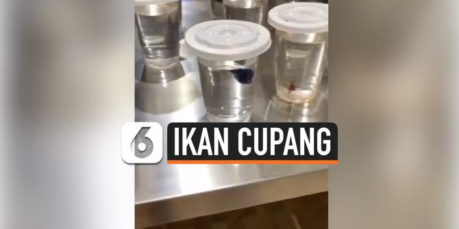 VIDEO: Viral Pria Temukan Supermarket Jual Ikan Cupang