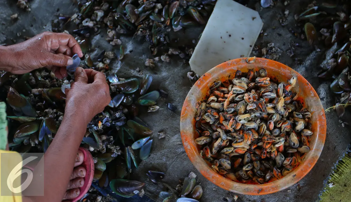 Kerang yang sudah dikupas dikumpulkan di dalam baskom, Jakarta, Rabu (19/8). Di tengah berbagai himpitan kebutuhan keluarga sehari-hari di ibukota mereka harus bertahan di lingkungan yang tidak ideal. (Liputan6.com/Angga Yuniar)