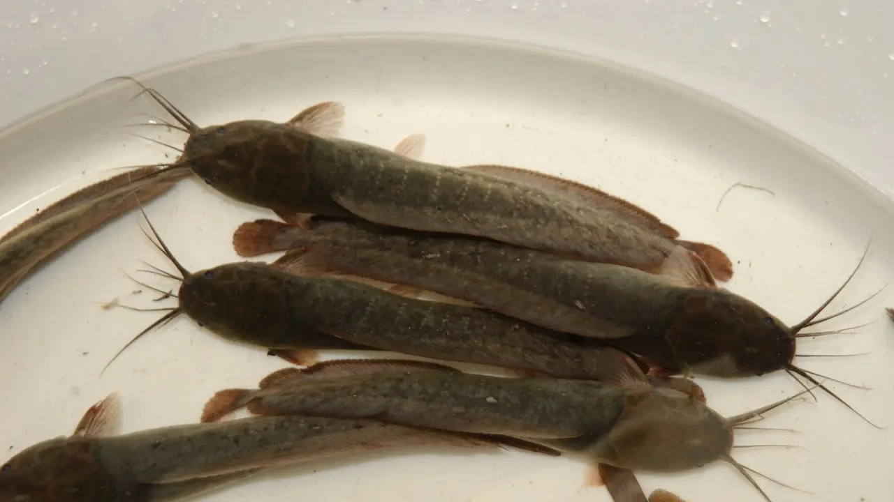 Ikan Lele