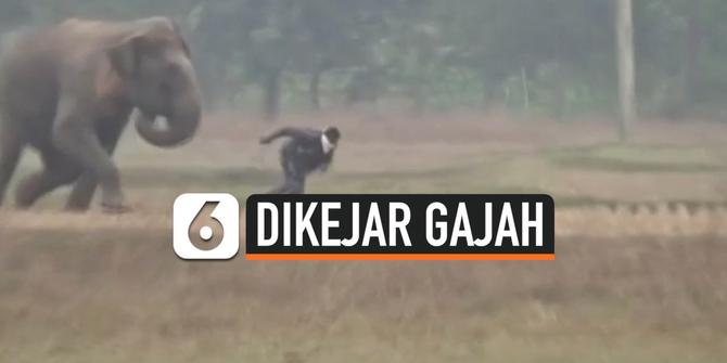 VIDEO: Pria Mabuk Dikejar Gajah Liar Gara-Gara Selfie
