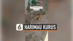 HARIMAU KURUS