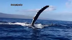 Sekelompok wisatawan mendapatkan kesempatan langka untuk berdekatan dengan seekor ikan paus di perairan di Lāhainā di negara bagian Hawaii.