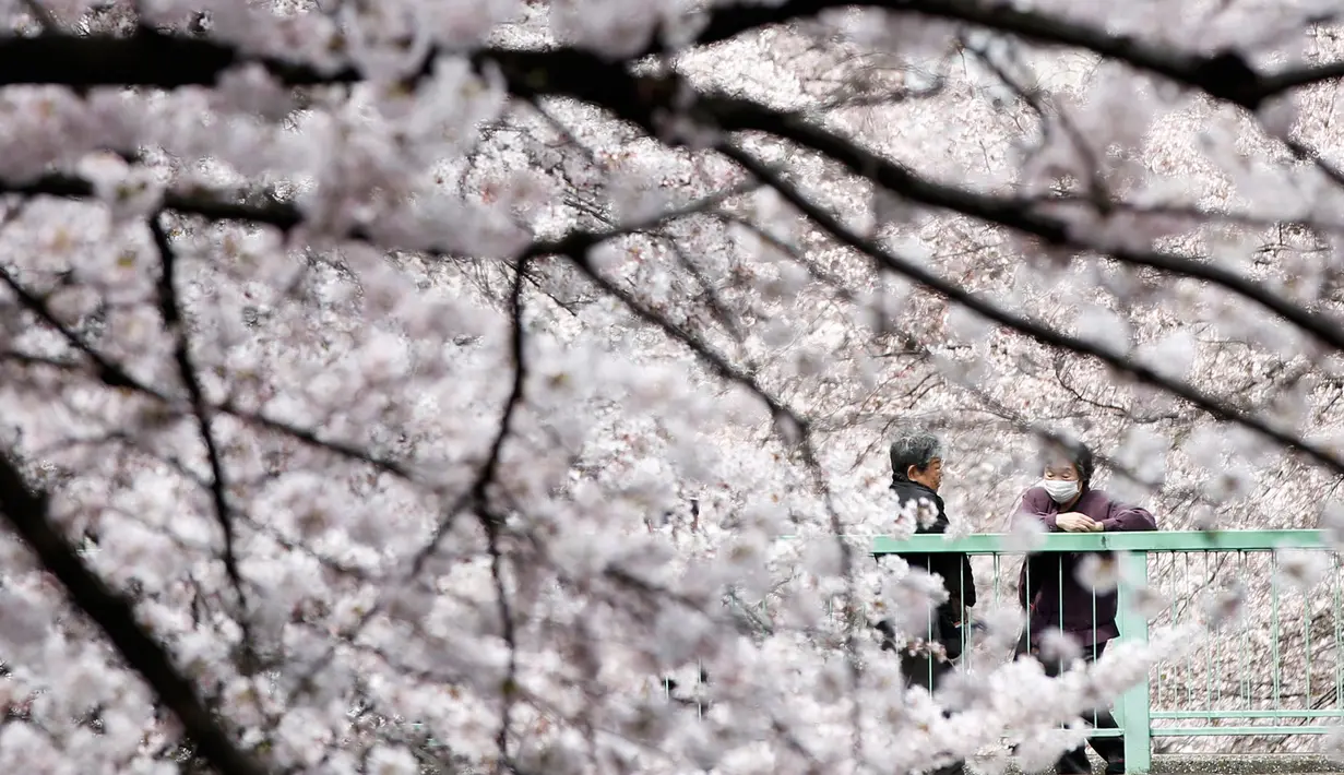 Pengunjung berbincang sembari melihat bunga sakura yang hampir mekar sempurna di Tokyo, Jumat (1/4). Bunga Sakura merupakan satu keunggulan Jepang, penduduk Jepang mengkhususkan hari untuk menikmati Bunga Sakura yang mekar sempurna. (REUTERS/Issei Kato)