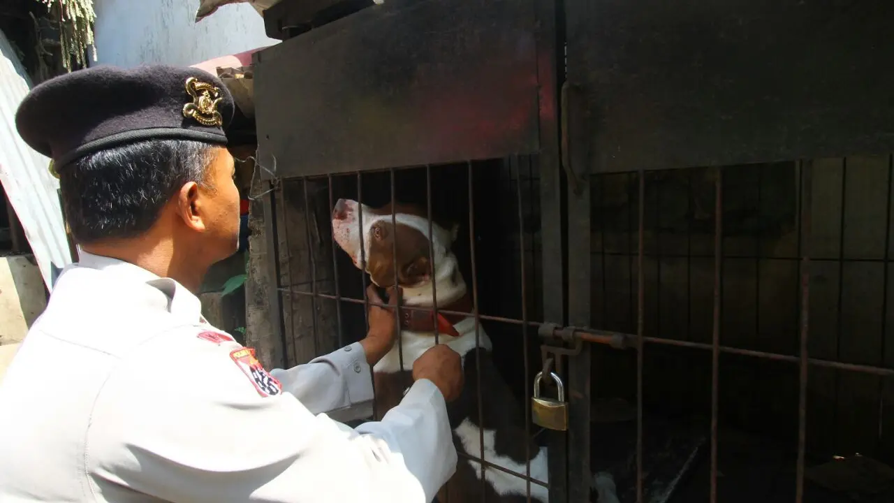 Sosis Sampai Lakban Upaya Jinakkan Pitbull Penggigit Bocah Malang