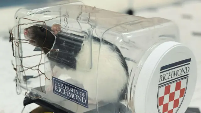 Tikus penelitian University of Richmond (AFP/University of Richmond)