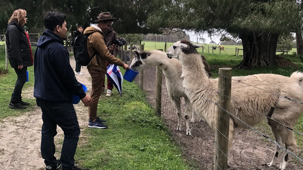 Memberi Makan Llama di Peternakan Australia Barat