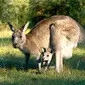 Kanguru, salah satu hewan khas dari Australia yang akan menjadi penghuni baru Taman Safari Indonesia 2.