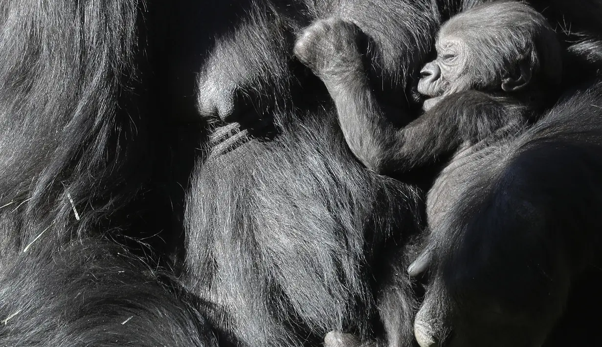Bayi gorila betina berusia tiga minggu berada dalam pelukan induknya, Ndjia, di Kebun Binatang Los Angeles, California, Selasa (11/2/2020). Bayi yang belum diketahui namanya itu merupakan bayi gorila pertama yang lahir di bonbin Los Angeles dalam dua puluh tahun. (Mario Tama/Getty Images/AFP)