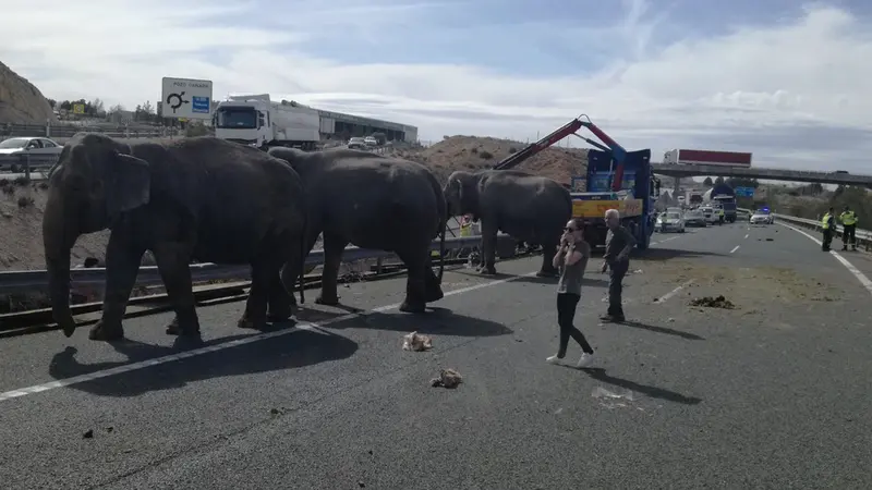 Gajah Berkeliaran di Jalan Raya Spanyol