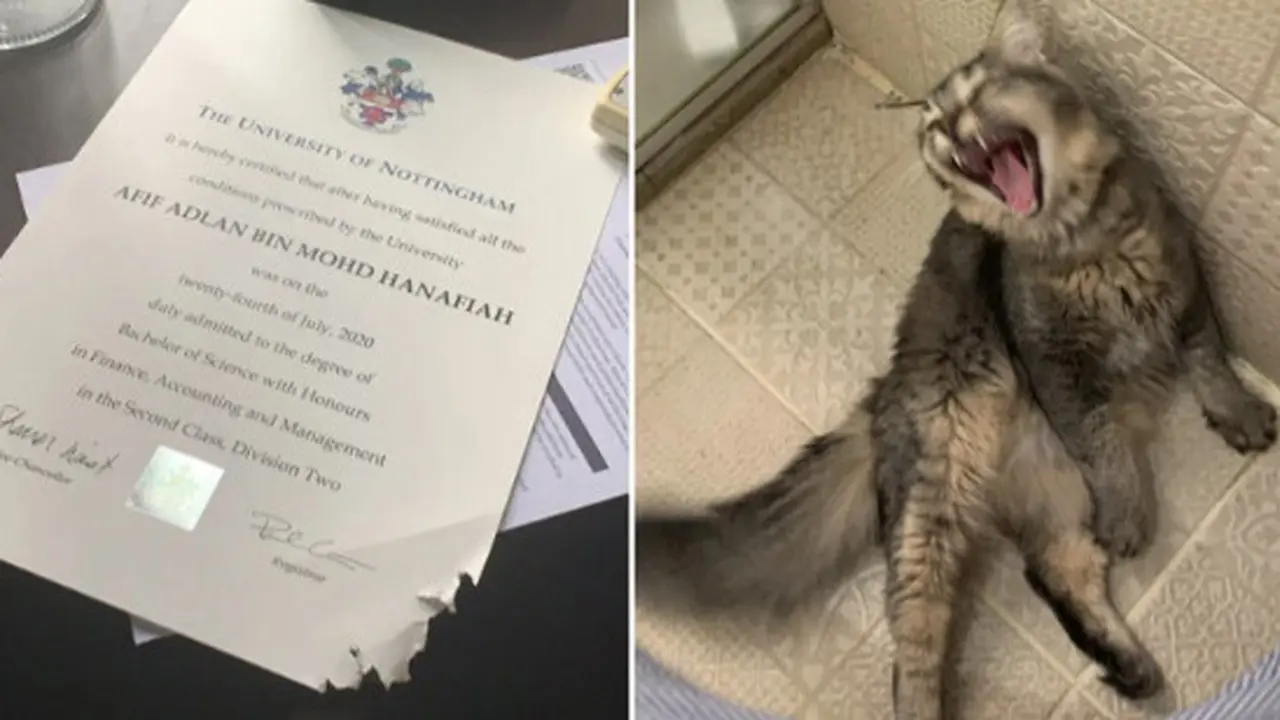 Viral Curhatan Sertifikat Sarjana Pria Ini Dimakan Kucing Peliharaan, Bikin Ikut Sedih