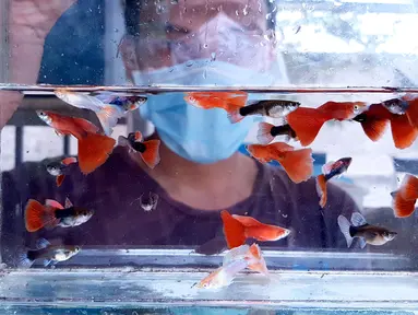 Stiadi menunjukkan Ikan guppy atau Poecilia reticulata di Pondok Jagung, Tangerang Selatan, Kamis (10/8/2020). Sebanyak 25 jenis ikan guppy di budidayakan karena keindahan warna dan bentuk siripnya. (Liputan6.com/Fery Pradolo)