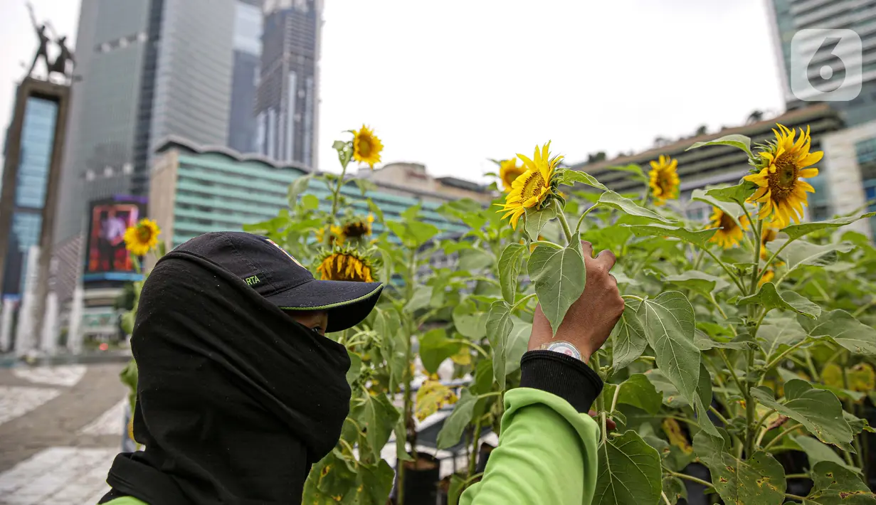 Petugas Dinas Pertamanan dan Hutan DKI Jakarta menata bunga matahari pada plater box di Bundaran HI, Jakarta, Jumat (18/6/2021). Pemasangan bunga matahari di kawasan Bundaran HI dalam rangka menyambut HUT ke-494 DKI Jakarta sekaligus mempercantik kawasan tersebut. (Liputan6.com/Faizal Fanani)