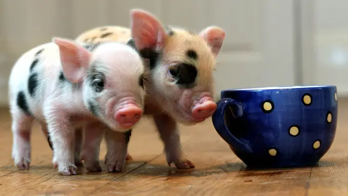 4 Hal yang Harus Kamu Ketahui Sebelum Pelihara 'Micro Pig'