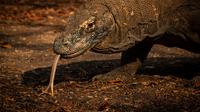 Ilustrasi komodo di Taman Nasional Komodo. (Pexels.com).