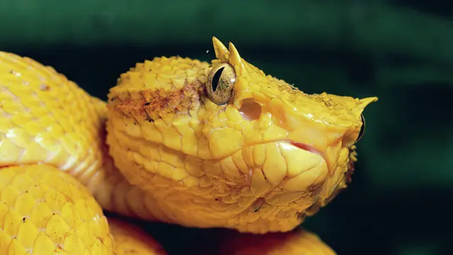 Eyelash Viper (Bothriechis schlegelii)