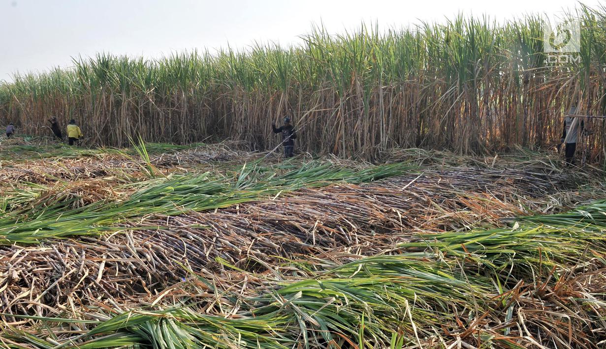 Aktivitas petani tebu di Desa Betet, Jatim September lalu. Rembesan gula rafinasi tahun 2018 sebesar 800 ribu ton, produksi gula konsumsi tahun 2018 sebesar 2,1 juta ton, impor gula konsumsi tahun 2018 sebanyak 1,2 juta ton. (Merdeka.com/Iqbal S. Nugroho)