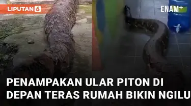 Seekor ular piton berukuran jumbo di depan teras rumah mengundang perhatian