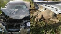 Kisah Anak Gajah yang Tertabrak Mobil Ini Bikin Haru. (Sumber: World of Buzz)