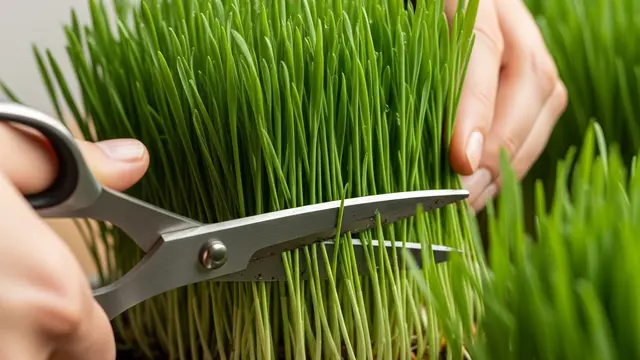 Panen Rumput Gandum (Image by Gemini AI)