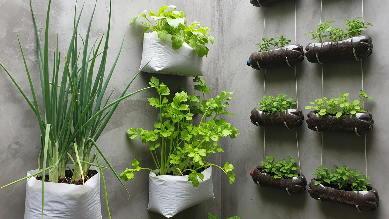 Model Kebun Sayuran Mini Kos-Kosan