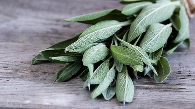 Daun Sage (Sumber: Merdeka.com)