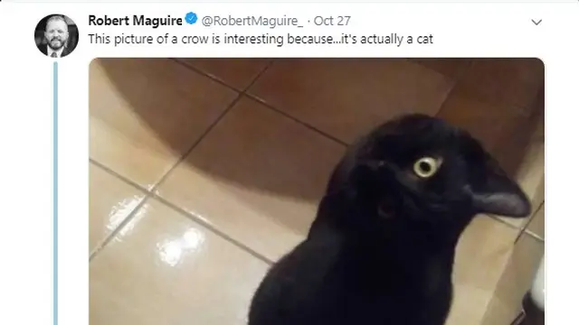 Kucing atau gagak? (foto: twitter/@RobertMaquire_)