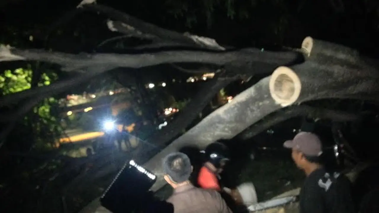 Pohon tumbang sedang dipotong