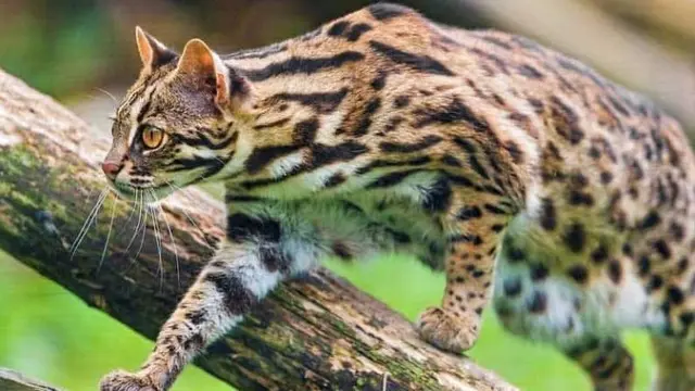 Ras Kucing Eksotis di Indonesia