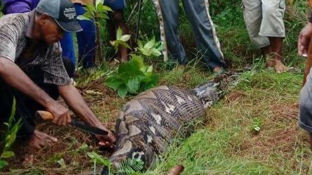 Kisah Menyeramkan Sebelum Wanita Di Sultra Ditelan Ular