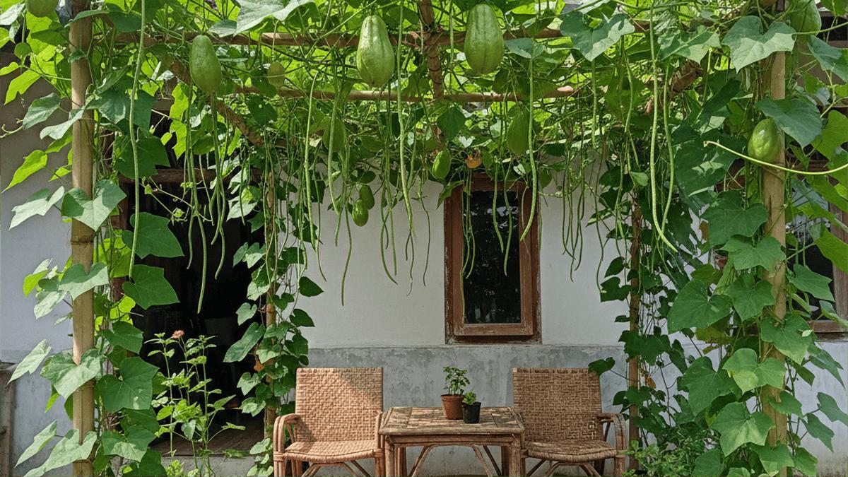 7 Jenis Sayur Merambat Sekaligus Jadi Tanaman Peneduh Rumah, Sejuk dan Jadi Sumber Pangan