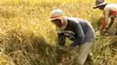 Gagal panen dialami para petani di Desa Rejosari, Grobogan, Jawa Tengah. Para petani kecewa sehingga membakar tanaman padi mereka.