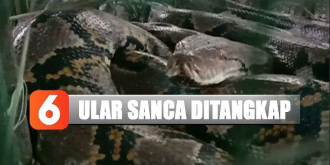 Diduga Kerap Makan Unggas, Warga Akhirnya Tangkap Ular Sanca