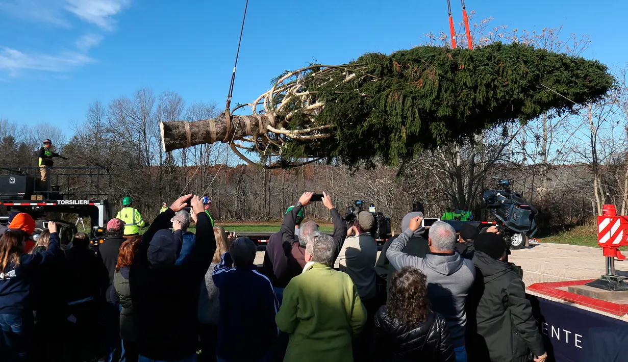 Pekerja menggunakan derek untuk mengangkut pohon Natal raksasa ke atas sebuah truk di Wallkill, New York, Sabtu (10/11). Pohon cemara jenis The Norway Spruce ini akan didirikan di Rockefeller Center. (Patrick Oehler/Poughkeepsie Journal via AP)