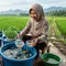 Ternak Ikan Mini di Ember untuk IRT yang Rumahnya Dekat Area Persawahan. (ilustrasi by AI)