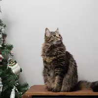 Ilustrasi Cara Mengobati Bulu Kucing Rontok Credit: pexels.com/Jonathan