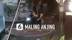 Motif pencuri saat ini beragam-ragam. Ini dia terjadi di daerah Klaten dengan model menebar racun di jalanan. Lalu membawa kabur anjing yang sudah diracunnya.
