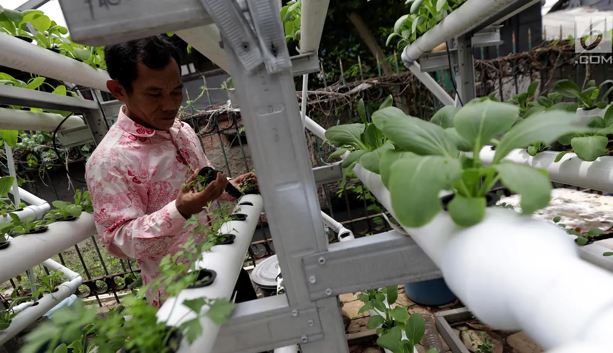 Warga melakukan perawatan tanaman hidroponik di kawasan Mangga Besar, Jakarta, Selasa (13/11). Warga sekitar memanfaatkan lahan alternatif untuk bercocok tanam sayur mayur. (Liputan6.com/Johan Tallo)